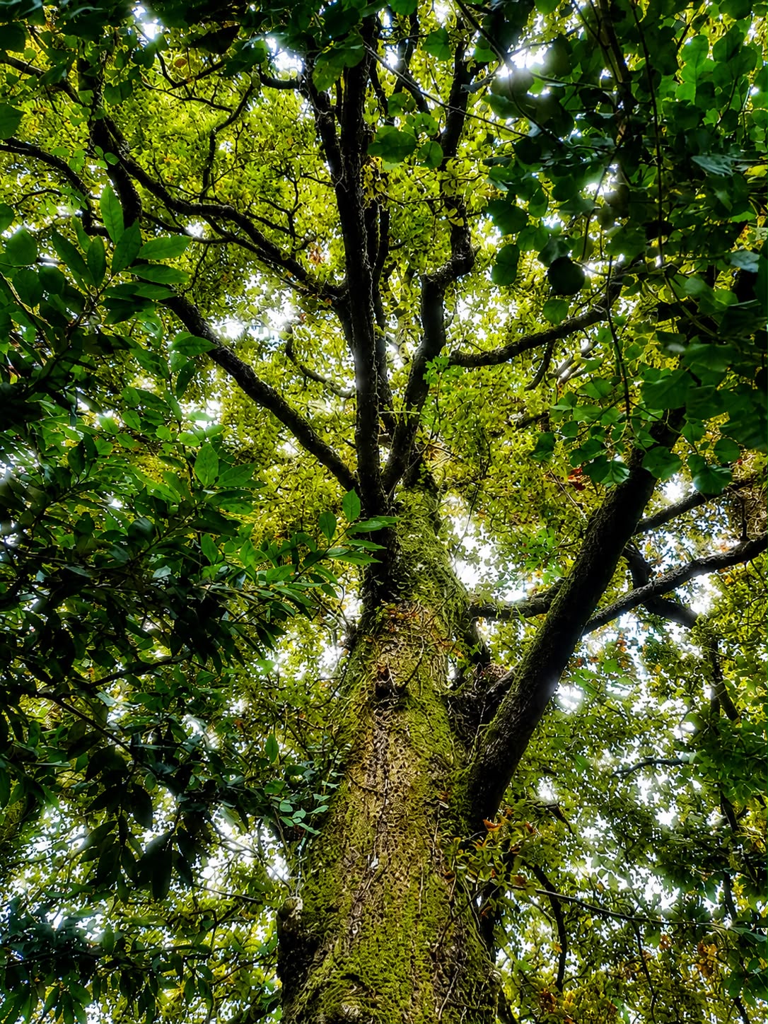 Copa de árvore centenária na floresta da Casa Montebello